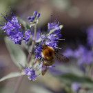 Ackerhummel auf Bartblume, 16. September 2022.
Hochgeladen am 24.09.2022 von Petra