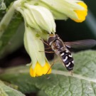 Ich bin eine Schwebfliege
Hochgeladen am 03.04.2014 von Petra