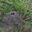 Fuchsrote Sandbiene (Andrena fulva) schaut aus ihrem Nisteingang, 8. April 2016
Hochgeladen am 09.04.2016 von Petra