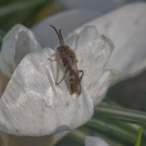 Wer ist diese sonnenbadende Schönheit auf dem Krokus, 19. März 2015
Hochgeladen am 19.03.2015 von Petra