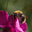 Ackerhummel ruht sich auf Blüte der Staudenwicke aus, 22. September 2022.
Hochgeladen am 24.09.2022 von Petra