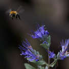 Ackerhummel verlässt Blüten der Katzenminze, 22. September 2022.
Hochgeladen am 24.09.2022 von Petra