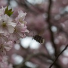 Baumhummelkönigin (Bombus hypnorum)  in Zierkirsche, 10. April 2016
Hochgeladen am 11.04.2016 von Petra