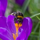 Diese Erdhummel schein gerade aufgewacht zu sein und braucht es mal eine Stärkung, 23. März 2015
Hochgeladen am 23.03.2015 von Petra