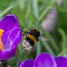 Erdhummels Flugversuch, der scheiterte, 23. März 2015
Hochgeladen am 23.03.2015 von Petra