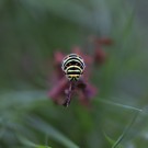 Schwalbenschwanzraupe ruht sich abends im Gras aus, 8. September 2020.
Hochgeladen am 08.09.2020 von Petra