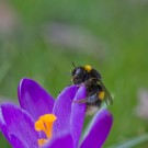 Fliegen klappt noch nicht, hangeln aber schon. Erdhummelkönigin am 23. März 2015
Hochgeladen am 23.03.2015 von Petra