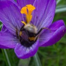 So oder so ähnlich wird die Erdhummelkönigin die Nacht in der Krokusblüte verbringen, 23. März 2015
Hochgeladen am 23.03.2015 von Petra