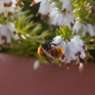 Fuchsrote Sandbiene in Erica carnea, 25. März 2015
Hochgeladen am 25.03.2015 von Petra
