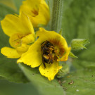 Schenkelbiene - Weibchen ruht sich in Blüte des Gilbweiderichs aus, 28. Mai 2022.
Hochgeladen am 28.05.2022 von Petra