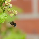 Baumhummelarbeiterin fliegt Johannisbeerblüte an, 6. April 14
Hochgeladen am 06.04.2014 von Petra
