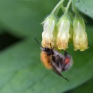 Ackerhummel an Osterluzei
Hochgeladen am 06.04.2014 von Petra