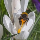 Dunkle Erdhummelqueen krabbelt nach den stürmischen Tagen wieder ins Licht, 3. April 2015.
Hochgeladen am 04.04.2015 von Petra