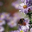 Wiesenhummel? auf Herbstaster, 16. Oktober 2022.
Hochgeladen am 16.10.2022 von Petra