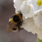 Die erste Gartenhummelkönigin in der Blüte der Kugelprimel, Ostersonnabend 2015
Hochgeladen am 04.04.2015 von Petra