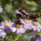 Wiesenhummel? und Admiral auf Herbstaster, 16. Oktober 2022.
Hochgeladen am 16.10.2022 von Petra