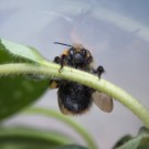 Verletzte Ackherhummel, 7. April 14
Hochgeladen am 07.04.2014 von Petra
