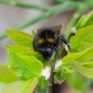 Wiesenhummel im Wald an Ginster, Wendisch Evern, 11.04.14
Hochgeladen am 16.04.2014 von Petra