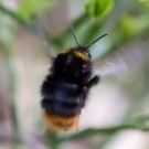 Wiesenhummel im Wald in Wendisch Evern, 11.04.14
Hochgeladen am 16.04.2014 von Petra