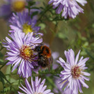 Baumhummel auf Herbstaster, 17. Oktober 2022.
Hochgeladen am 17.10.2022 von Petra