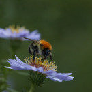 Ackerhummel tankt Nektar auf Herbstaster, 18. Oktober 2022.
Hochgeladen am 20.10.2022 von Petra