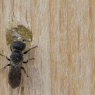 Der geöffnete Löcherbienenverschluss wird wieder verschlossen, 3. Juli 2014
Hochgeladen am 05.07.2014 von Petra