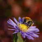 Herbststimmung mit Ackerhummel, 20. Oktober 2022.
Hochgeladen am 20.10.2022 von Petra