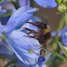 Gartenhummel in Rittersporn, 3. Juli 2014
Hochgeladen am 03.07.2014 von Petra