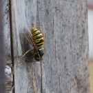 Königlicher Wespenbesuch am 19. April 2016
Hochgeladen am 19.04.2016 von Petra