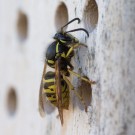 Raspel, Raspel: Königlicher Wespenbesuch III, 19. April 2016
Hochgeladen am 19.04.2016 von Petra