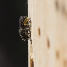 Löcherbiene beim Verschluss des Nestes, 4. Juli 2014
Hochgeladen am 05.07.2014 von Petra