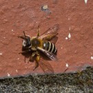 Gemeine Sandbiene? an Hauswand, 9. April 2015
Hochgeladen am 09.04.2015 von Petra
