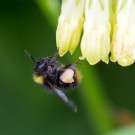 Wiesenhummel(nachwuchs?) an Osterluzei, Bad Eilsen, 16.04.14
Hochgeladen am 16.04.2014 von Petra