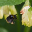 Wiesenhummel(nachwuchs?) an Osterluzei, 16.04.14, Bad Eilsen
Hochgeladen am 16.04.2014 von Petra