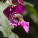 Ackerhummel tankt Nektar im Drüsigen Springkraut, 3. Oktober 2020.
Hochgeladen am 04.10.2020 von Petra