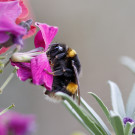 Dunkle Erdhummel tankt Nektar auf Goldlack, 9. November 2022.
Hochgeladen am 10.11.2022 von Petra