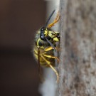 Königin der Sächsichen Wespe (Dolichovespula saxonica) raspelt Baumaterial, 20. April 2016
Hochgeladen am 23.04.2016 von Petra