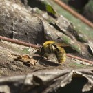 Ackerhummel putzt sich in der Nachmittagssonne, 3. Oktober 2020.
Hochgeladen am 04.10.2020 von Petra