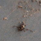 Mini mit megalangen Fühlern, 10. April 2015
Hochgeladen am 10.04.2015 von Petra