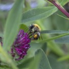 Ackerhummel sammelt Pollen im Klee, 3. Oktober 2020.
Hochgeladen am 04.10.2020 von Petra