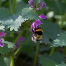 Gartenhummel (Bombus hortorum) an Taubnessel (Lamium maculatum), 22. April 2016
Hochgeladen am 22.04.2016 von Petra