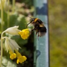 Gartenhummelkönigin (Bombus hortorum) sammelt Pollen in Schlüsselblume (Primula veris), 29. April 2016
Hochgeladen am 29.04.2016 von Petra