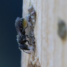 Löcherbiene beendete die Verschlussarbeiten, 4. Juli 2014
Hochgeladen am 05.07.2014 von Petra