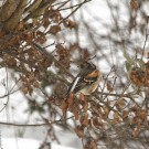 Bergfink in Perückenstrauch, 9. Februar 2021.
Hochgeladen am 22.03.2021 von Petra