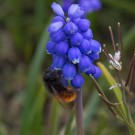 Weibchen der Gehörten Mauerbiene?, Bad Gandersheim, 13. April 2015
Hochgeladen am 17.04.2015 von Petra