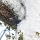 Star im Schnee,9. Februar 2021.
Hochgeladen am 22.03.2021 von Petra