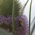 Die erste Blüte der Wilden Karde und die erste Besucherin: eine Ackerhummel, 7. Juli 2014
Hochgeladen am 07.07.2014 von Petra