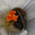 Baumhummel (Bombus hypnorum) in Krokusblüte, 13. März 2023.
Hochgeladen am 14.03.2023 von Petra