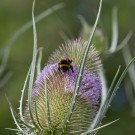 Sie teilt sich den ersten Platz mit einer Dunklen Erdhummel auf der anderen Blütenseite, 7. Juli 2014
Hochgeladen am 07.07.2014 von Petra