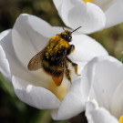 Königin der Wiesenhummel (Bombus pratorum) in Krokus, 17. März 2023.
Hochgeladen am 17.03.2023 von Petra